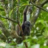 Borneo-Gibbon (Borneon Gibbon), Tabin